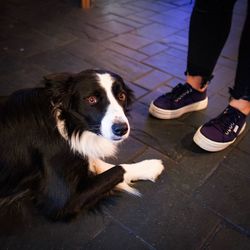 Sheep dog at his masters feet in a pub