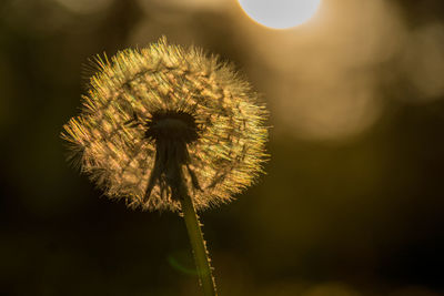 Close-up of dandelion flower