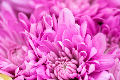 Close-up of pink dahlia