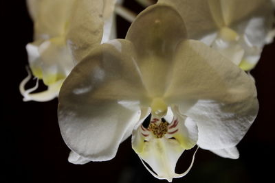 Close-up of white flower