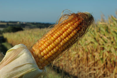 Close-up of corn on field against sky