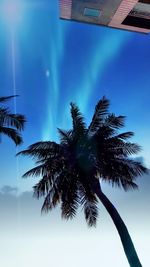 Low angle view of coconut palm tree against blue sky