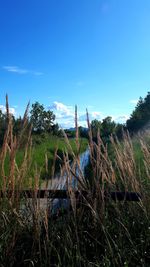 Plants growing on land against sky