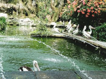 High angle view of bird in lake