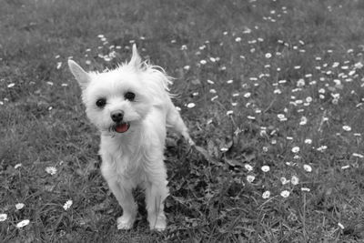 Portrait of dog running on field