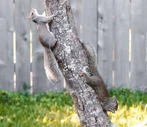 Close-up of squirrel on tree trunk