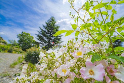 Close-up of white flowering plant against sky