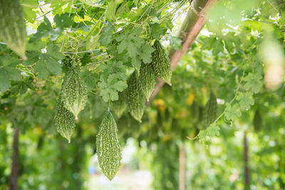 Close-up of green leaves