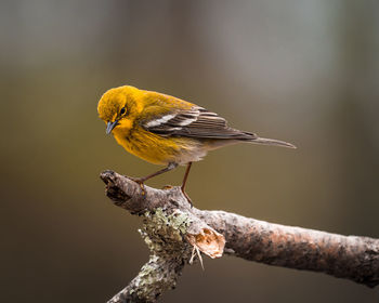 Close-up of bird perching on a branch