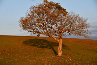 Tree on field against sky