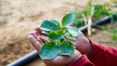 Cropped hand holding plant