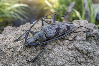 Close-up of insect on rock