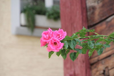 Close-up of pink flowers