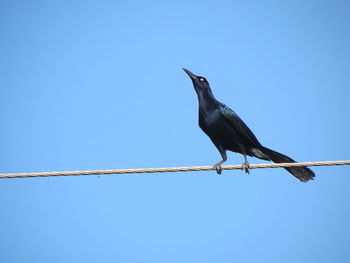 Low angle view of bird perching on pole against clear blue sky