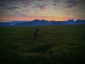 Dog on grassy field at sunset