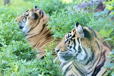 animal themes
