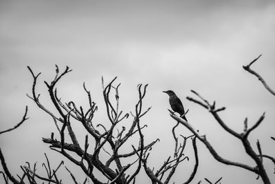 Low angle view of bare tree against sky