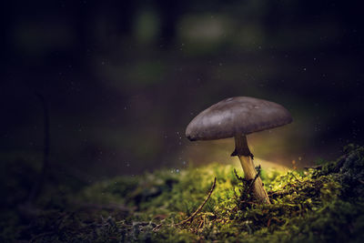 Close-up of mushroom on field