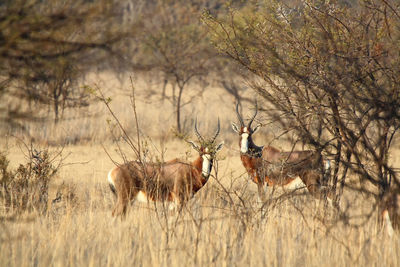 Blesbok  in south africa