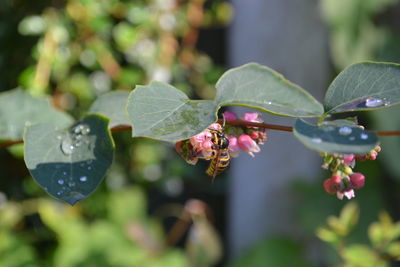 Close-up of leaves on plant