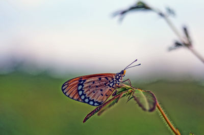 A butterfly perched on a leaf 