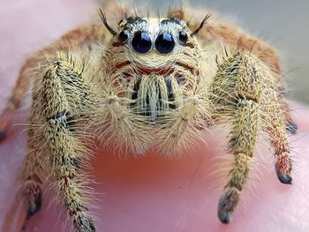 Close-up of spider