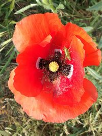 Close-up of red poppy