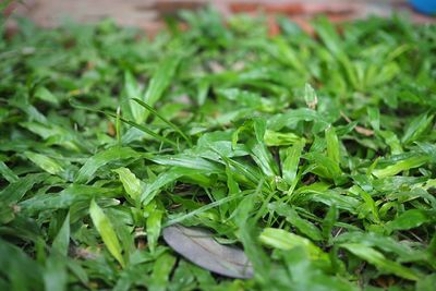 Full frame shot of plants growing on field