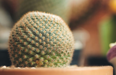 Close-up of succulent plant