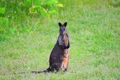 Kangaroo sitting on field