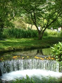 Scenic view of river in forest