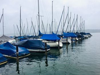 Sailboats moored in harbor