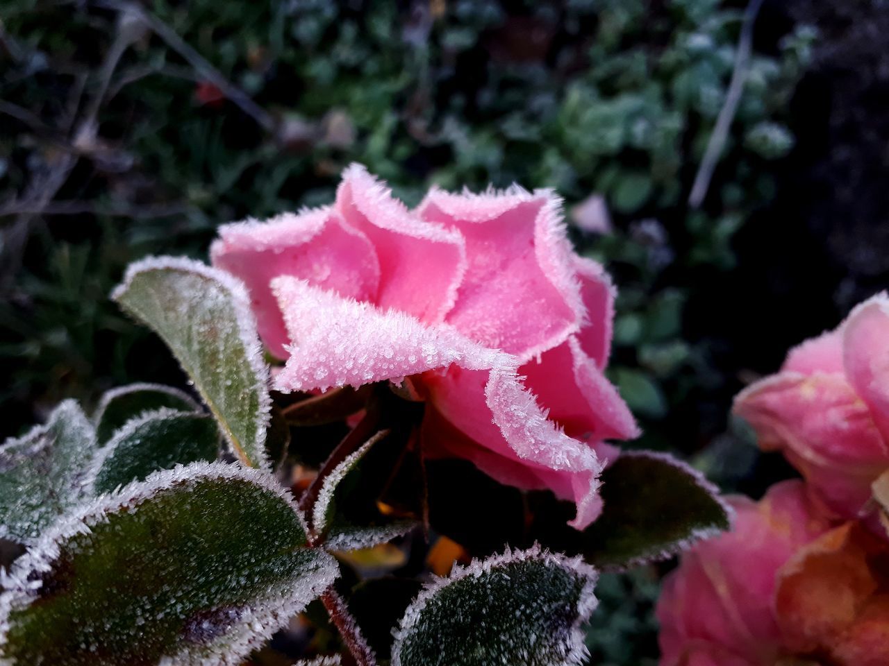 CLOSE-UP OF PINK FLOWER PLANT