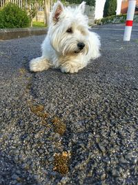 Portrait of dog