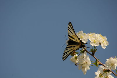 Butterfly pollinating on flower against clear sky