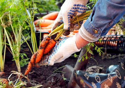 Harvesting season in the garden. autumn work in the garden. female hands in workers pulling carrots 