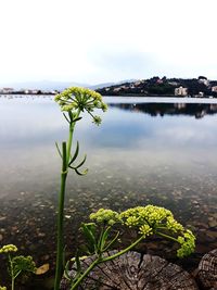 Close-up of plants by lake against sky