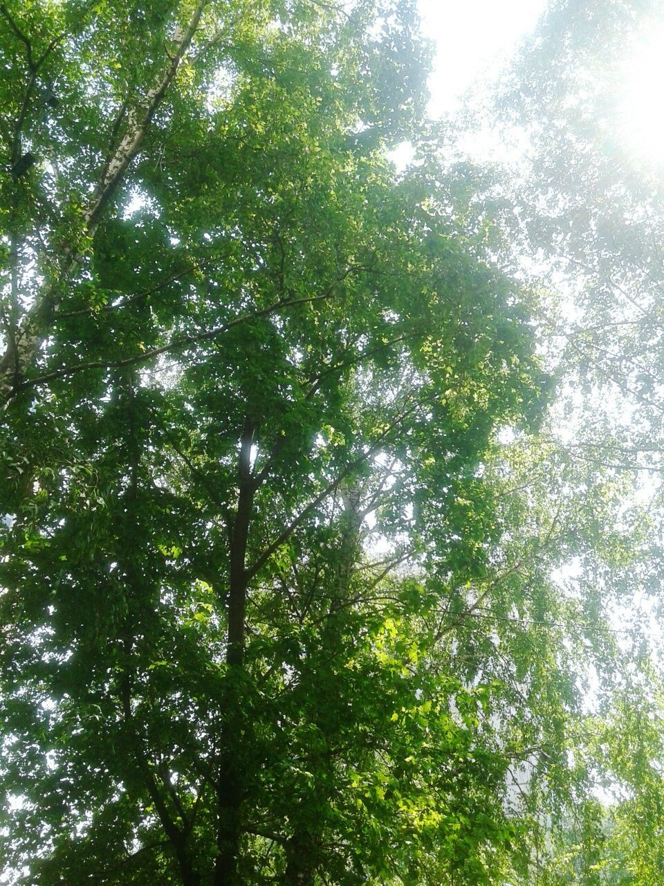 LOW ANGLE VIEW OF SUNLIGHT STREAMING THROUGH TREE