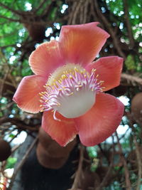 Close-up of flower against trees