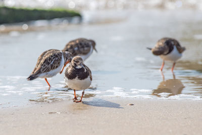 Flock of seagulls on beach