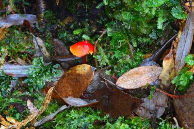 Close-up of mushrooms on tree trunk in forest