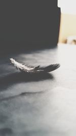 Close-up of feather on table