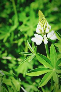 Close-up of white flowers blooming outdoors