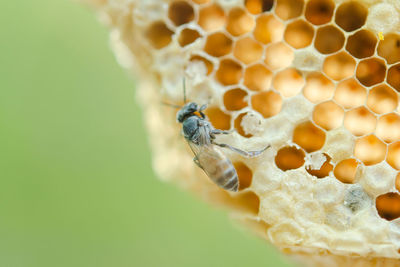 Macro of working bees on honeycomb, background hexagon texture,