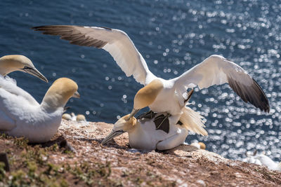 Seagulls flying over lake