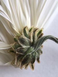 Close-up of white flowers
