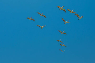 Low angle view of birds flying in sky