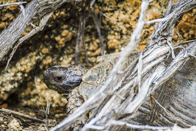 Close-up of lizard on tree