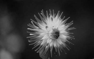 Close-up of white flower