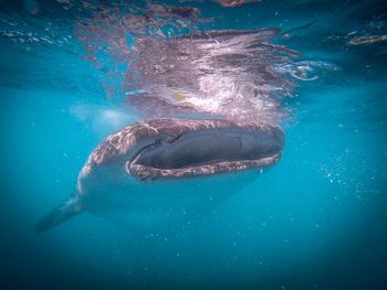 Whale shark swimming in sea